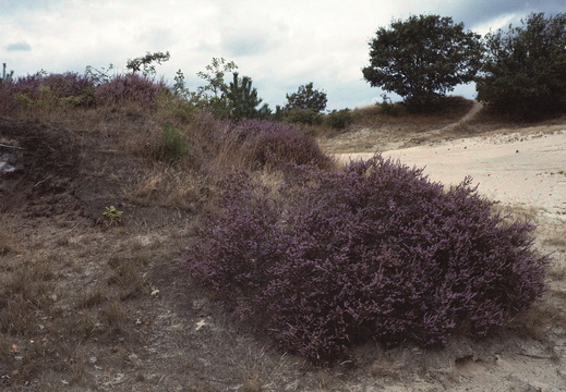 20240824-GSW690-Porta160-Kootwijkerzand-106