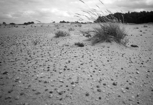 20240824-PanF-M4-21mm-Kootwijkerzand102