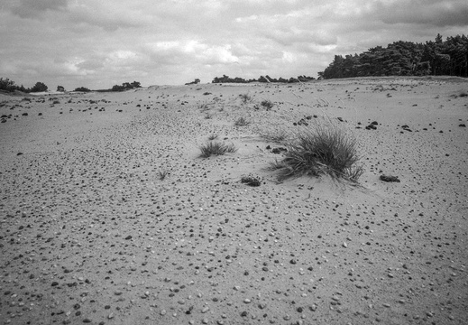 20240824-PanF-M4-21mm-Kootwijkerzand103