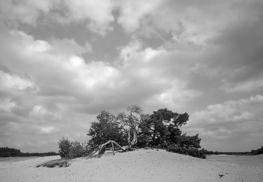 20240824-PanF-M4-21mm-Kootwijkerzand106