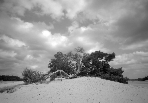 20240824-PanF-M4-21mm-Kootwijkerzand107