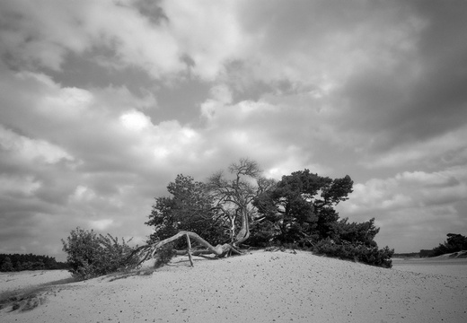 20240824-PanF-M4-21mm-Kootwijkerzand108