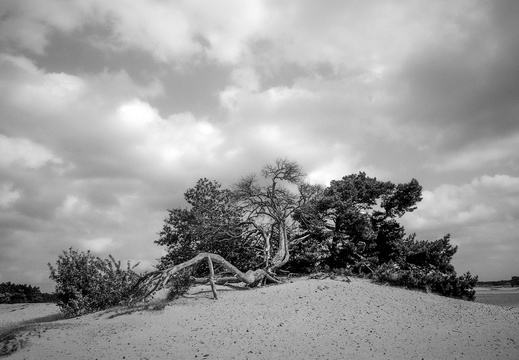 20240824-PanF-M4-21mm-Kootwijkerzand109