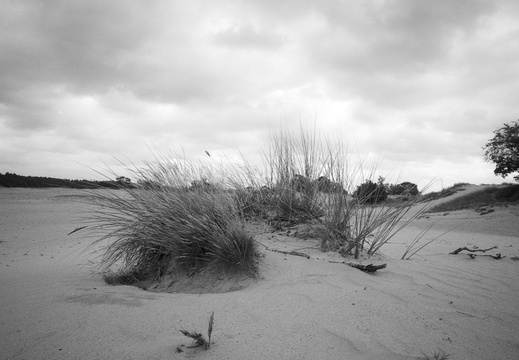20240824-PanF-M4-21mm-Kootwijkerzand122