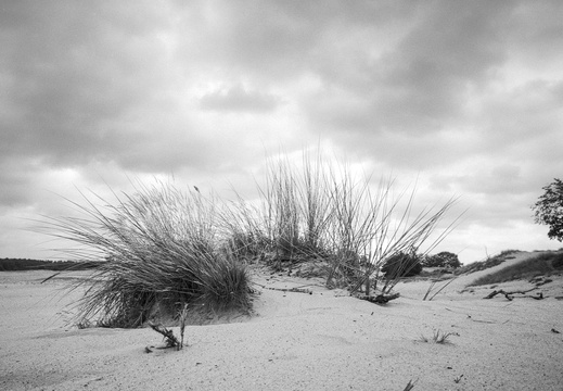 20240824-PanF-M4-21mm-Kootwijkerzand123