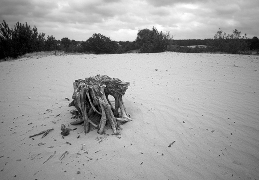 20240824-PanF-M4-21mm-Kootwijkerzand126