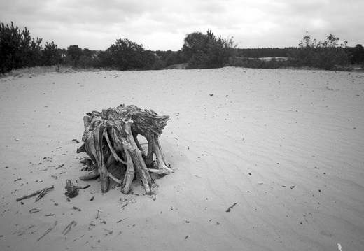 20240824-PanF-M4-21mm-Kootwijkerzand127