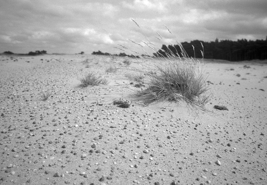 20240824-PanF-M4-21mm-Kootwijkerzand132