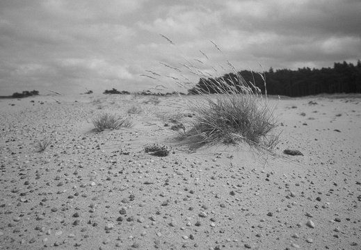 20240824-PanF-M4-21mm-Kootwijkerzand133