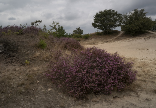 20240824-Q2-Kootwijkerzand-103