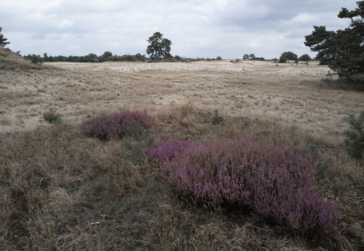 20240824-Q2-Kootwijkerzand-108