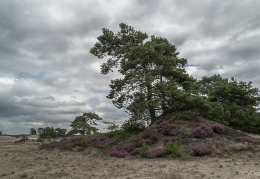 20240824-Q2-Kootwijkerzand-110
