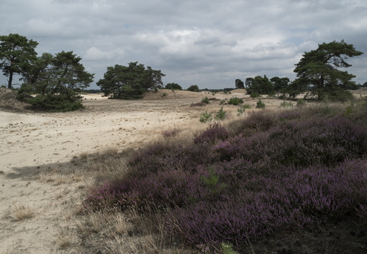 20240824-Q2-Kootwijkerzand-111