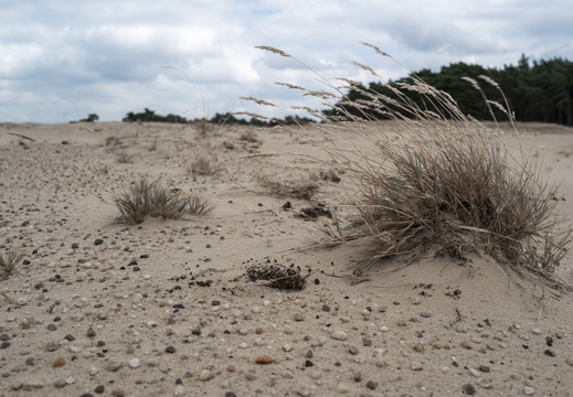20240824-Q2-Kootwijkerzand-113