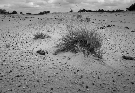 20240824-Q2-Kootwijkerzand-114