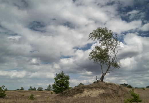 20240824-Q2-Kootwijkerzand-115