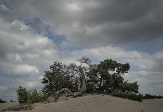 20240824-Q2-Kootwijkerzand-121