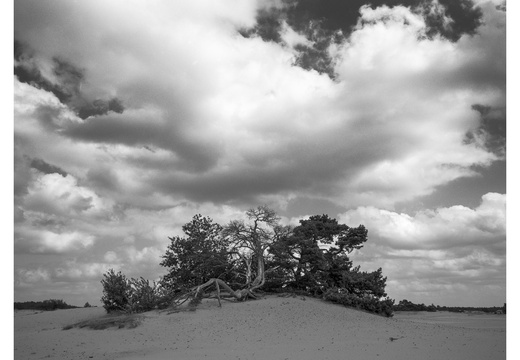 20240824-Tmax100-GSW690-Kootwijkerzand101-bewerkt