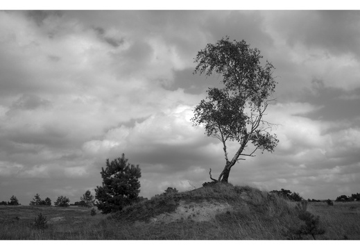 20240824-Tmax100-GSW690-Kootwijkerzand105-bewerkt