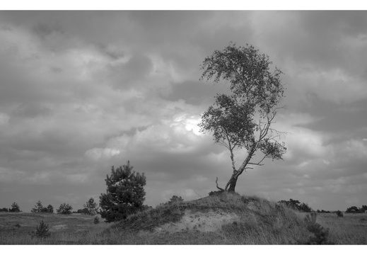 20240824-Tmax100-GSW690-Kootwijkerzand106-bewerkt