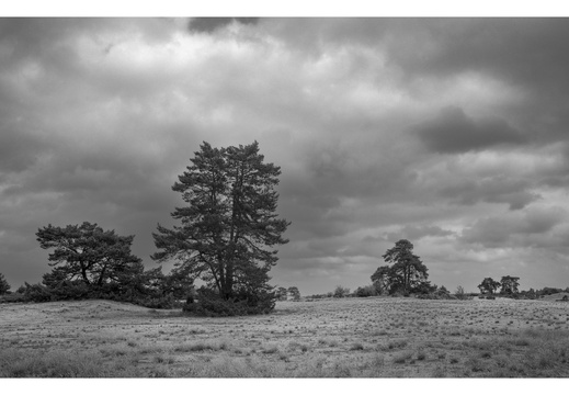 20240824-Tmax100-GSW690-Kootwijkerzand107-bewerkt