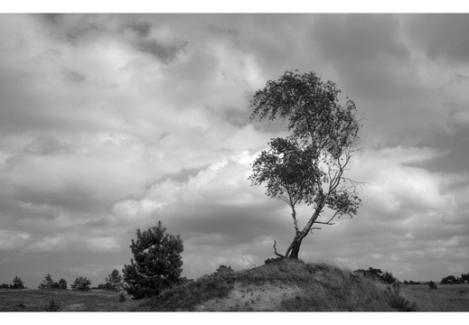 20240824-Tmax100-GSW690-Kootwijkerzand108-bewerkt