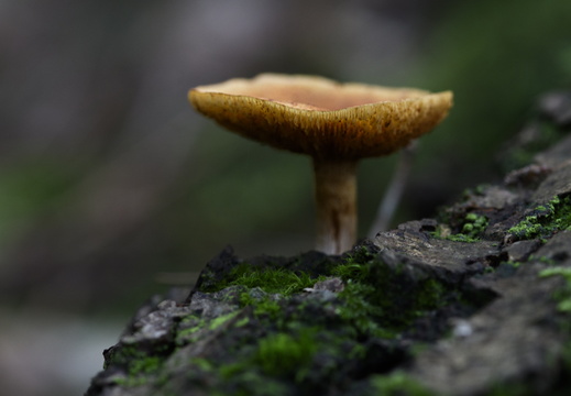 20241006-Paddo-101