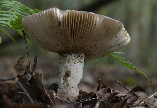 20241006-Paddo-105