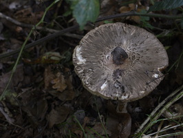 20241006-Paddo-111