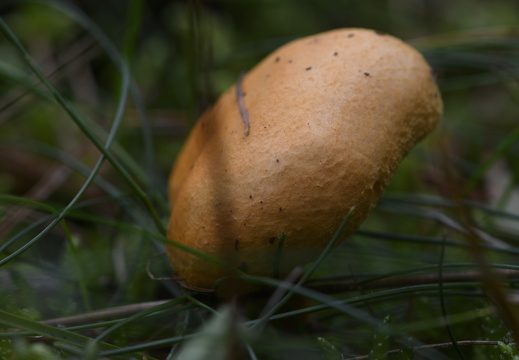 20241006-Paddo-112