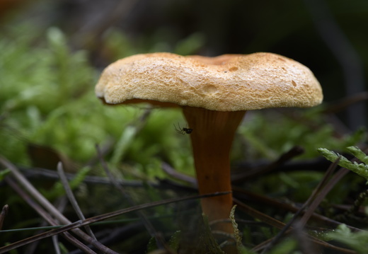 20241006-Paddo-113