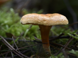20241006-Paddo-113