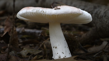 20241006-Paddo-115