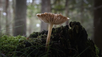 20241006-Paddo-116