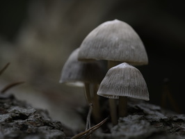 20241006-Paddo-118