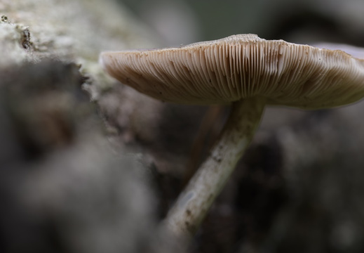 20241006-Paddo-121
