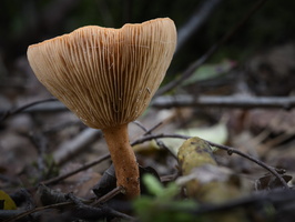 20241006-Paddo-123