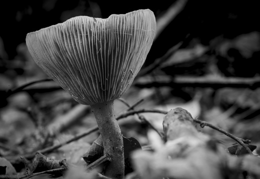 20241006-Paddo-124