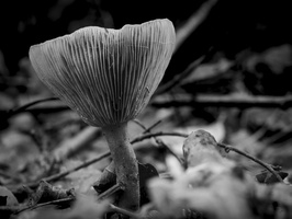 20241006-Paddo-124
