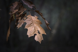 20241006-Paddo-125