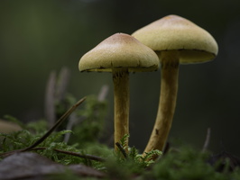 20241006-Paddo-126