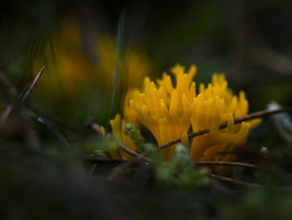 20241006-Paddo-137