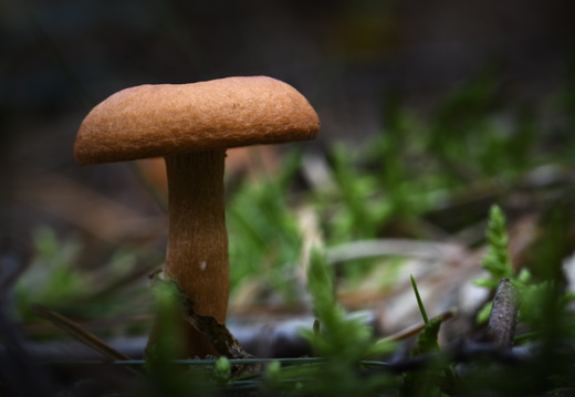 20241006-Paddo-142