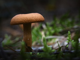 20241006-Paddo-142
