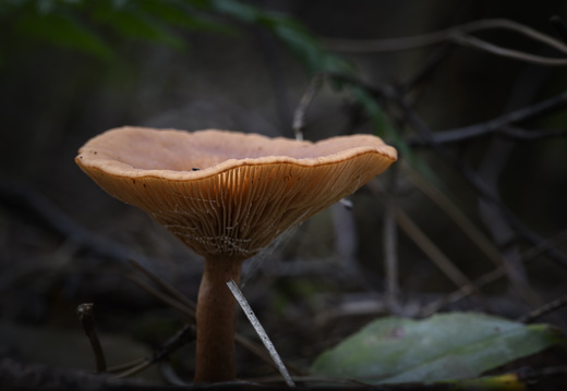20241006-Paddo-143