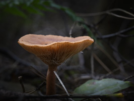 20241006-Paddo-143