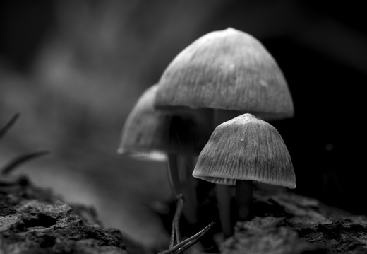 20241006-Paddo-ZW-101