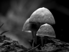 20241006-Paddo-ZW-101