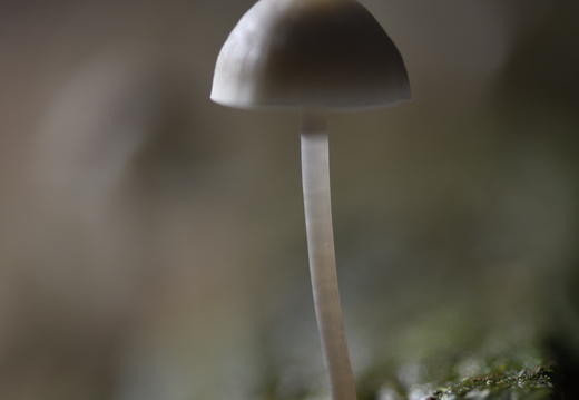 20241026-Paddos-154
