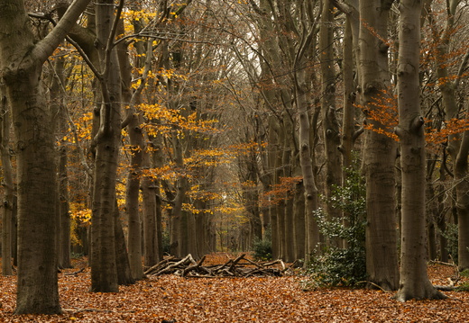 20241124-Herfst-101